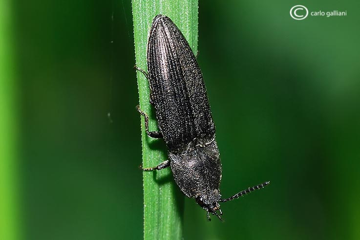 identificazione elateridi